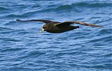 White-chinned Petrel